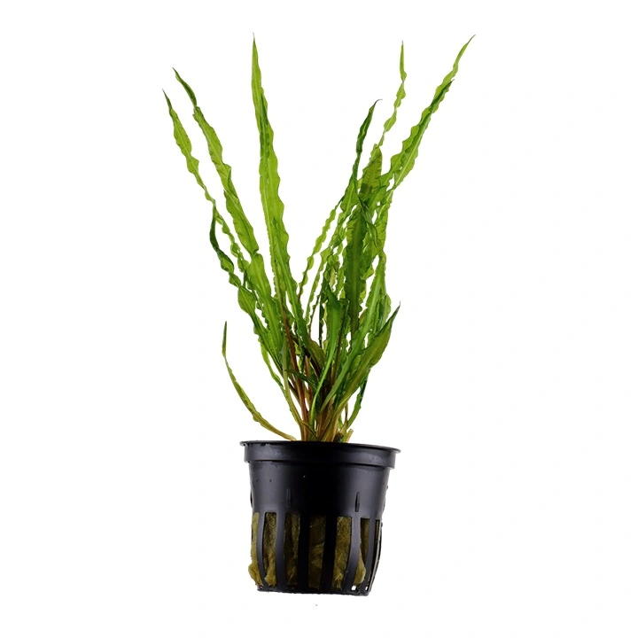 Tropica Akvarieplante i potte Cryptocoryne crispatula